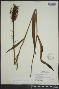 Platanthera ciliaris image