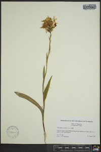 Platanthera ciliaris image