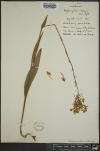 Platanthera ciliaris image