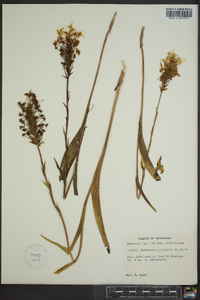 Platanthera ciliaris image