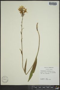 Platanthera ciliaris image