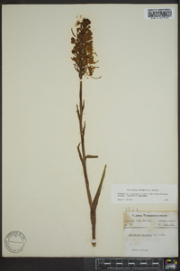 Platanthera ciliaris image