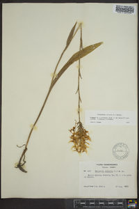 Platanthera ciliaris image