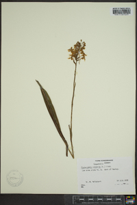 Platanthera ciliaris image