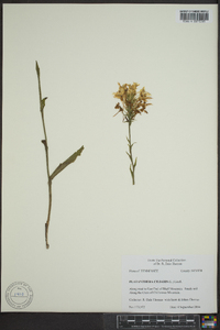 Platanthera ciliaris image