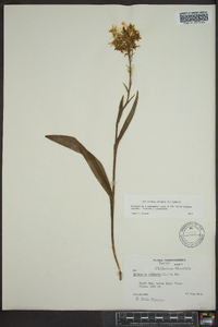 Platanthera ciliaris image