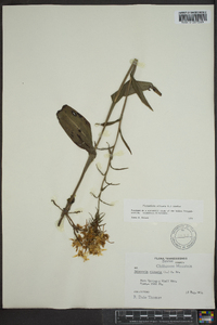 Platanthera ciliaris image