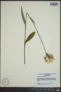 Platanthera ciliaris image