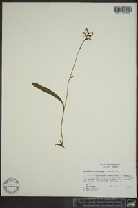 Platanthera clavellata image