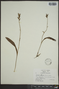 Platanthera clavellata image