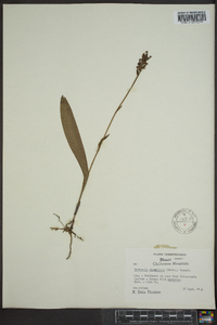 Platanthera clavellata image