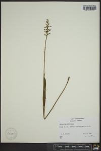 Platanthera clavellata image