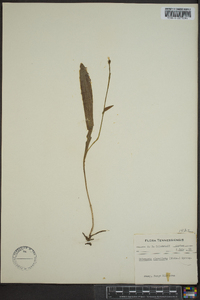 Platanthera clavellata image