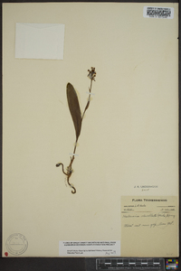 Platanthera clavellata image