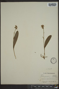 Platanthera clavellata image