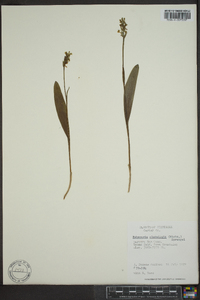 Platanthera clavellata image