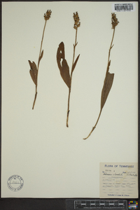 Platanthera clavellata image