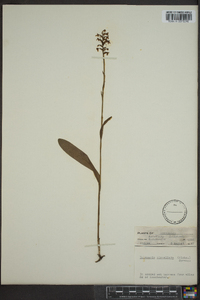 Platanthera clavellata image