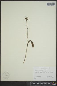 Platanthera clavellata image