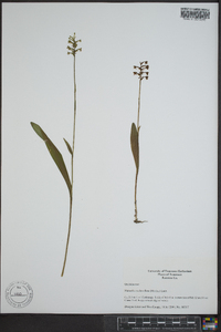 Platanthera clavellata image