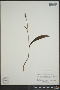 Platanthera clavellata image