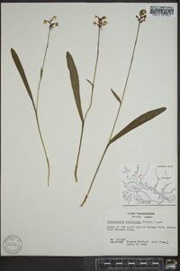 Platanthera clavellata image