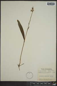 Platanthera clavellata image