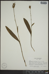 Platanthera clavellata image