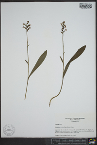 Platanthera clavellata image