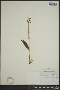 Platanthera clavellata image