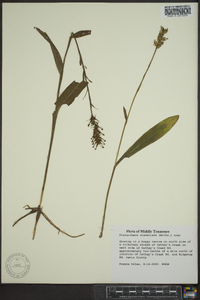 Platanthera clavellata image