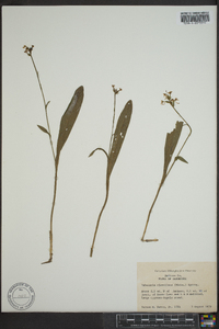 Platanthera clavellata image