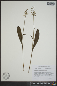 Platanthera clavellata image