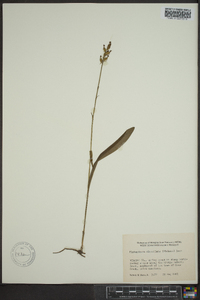 Platanthera clavellata image