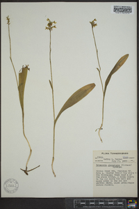 Platanthera clavellata image