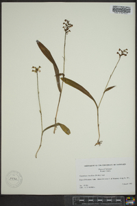 Platanthera clavellata image