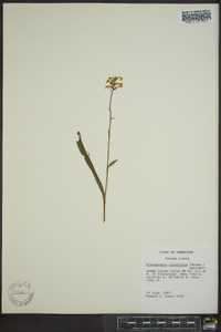 Platanthera clavellata image