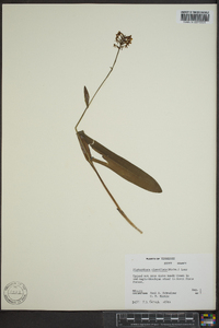 Platanthera clavellata image
