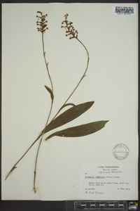 Platanthera clavellata image