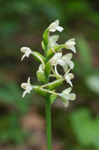 Platanthera clavellata image