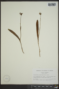 Platanthera clavellata image