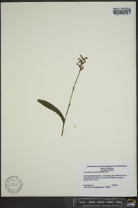 Platanthera clavellata image