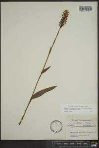 Platanthera cristata image