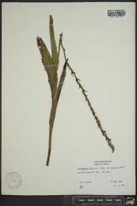 Platanthera flava var. herbiola image