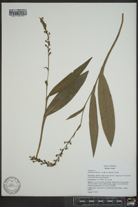 Platanthera flava var. flava image