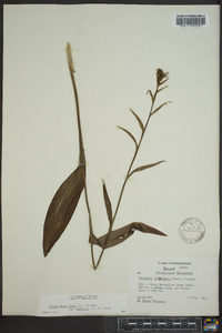 Platanthera flava image