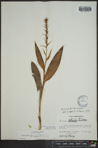 Platanthera flava image