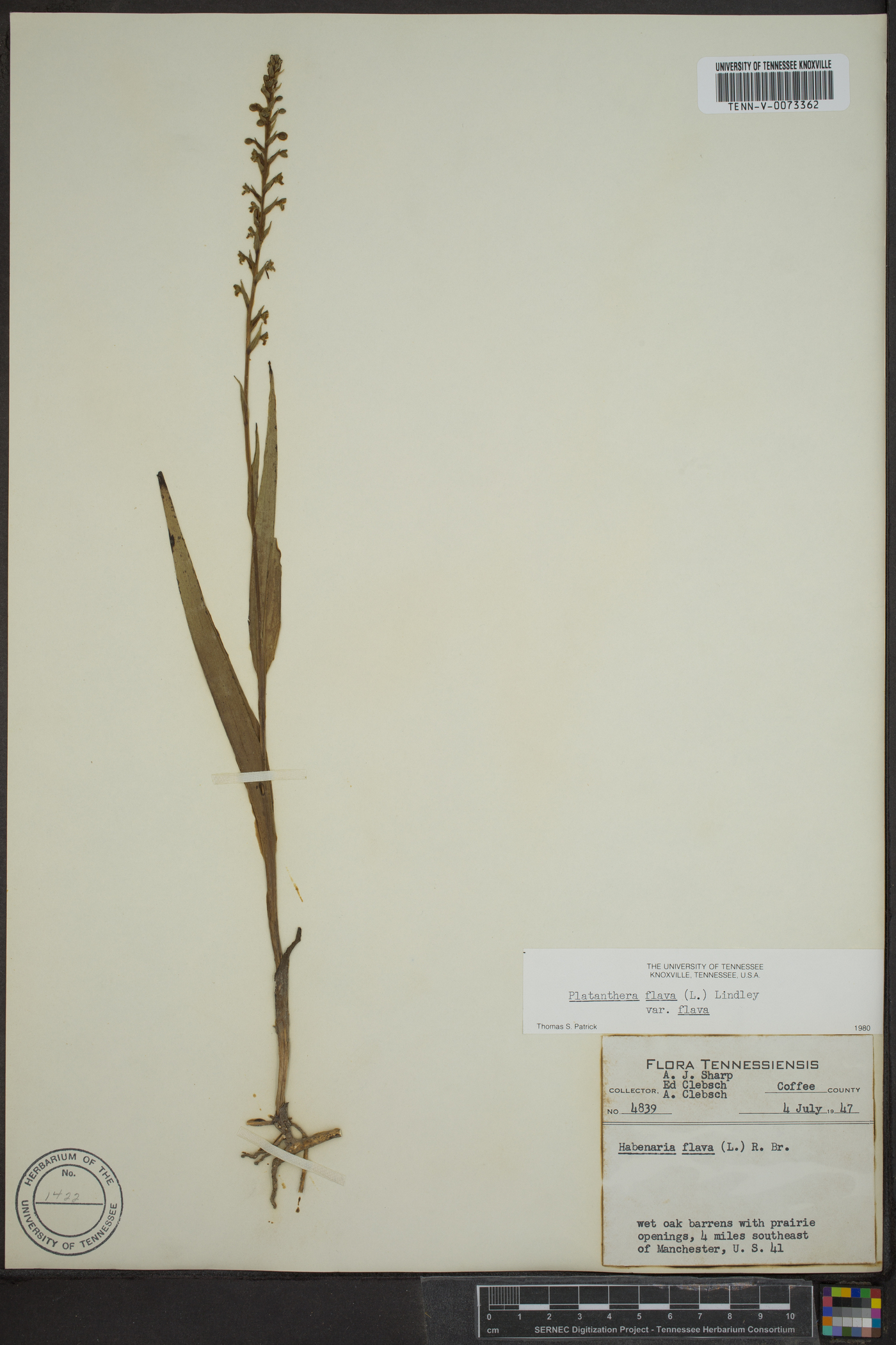 Platanthera flava var. flava image