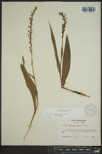 Platanthera flava image