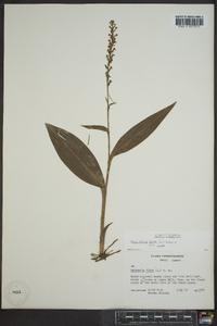 Platanthera flava var. flava image